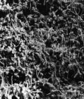 NECROPOLISSEBEHT - Taurunovem-Th’Astraktyan Serfdome (A5 digipack)