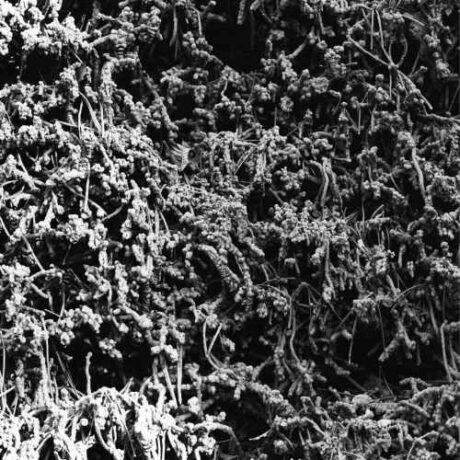 NECROPOLISSEBEHT - Taurunovem-Th’Astraktyan Serfdome (A5 digipack)