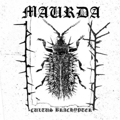 MAURDA - Cultus Brachypter